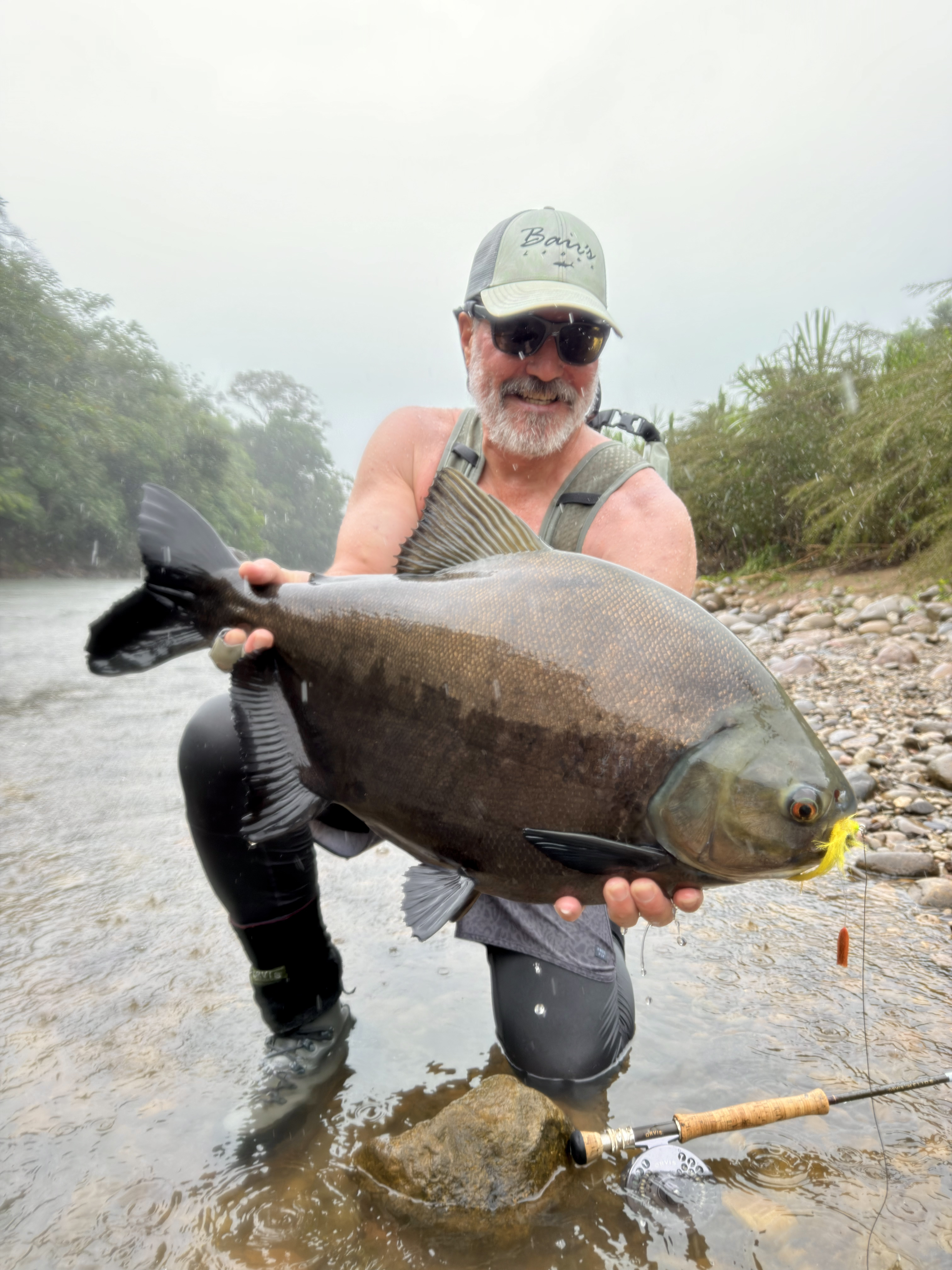A large pacú landed under the rain